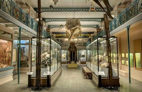 musee-histoire-naturelle